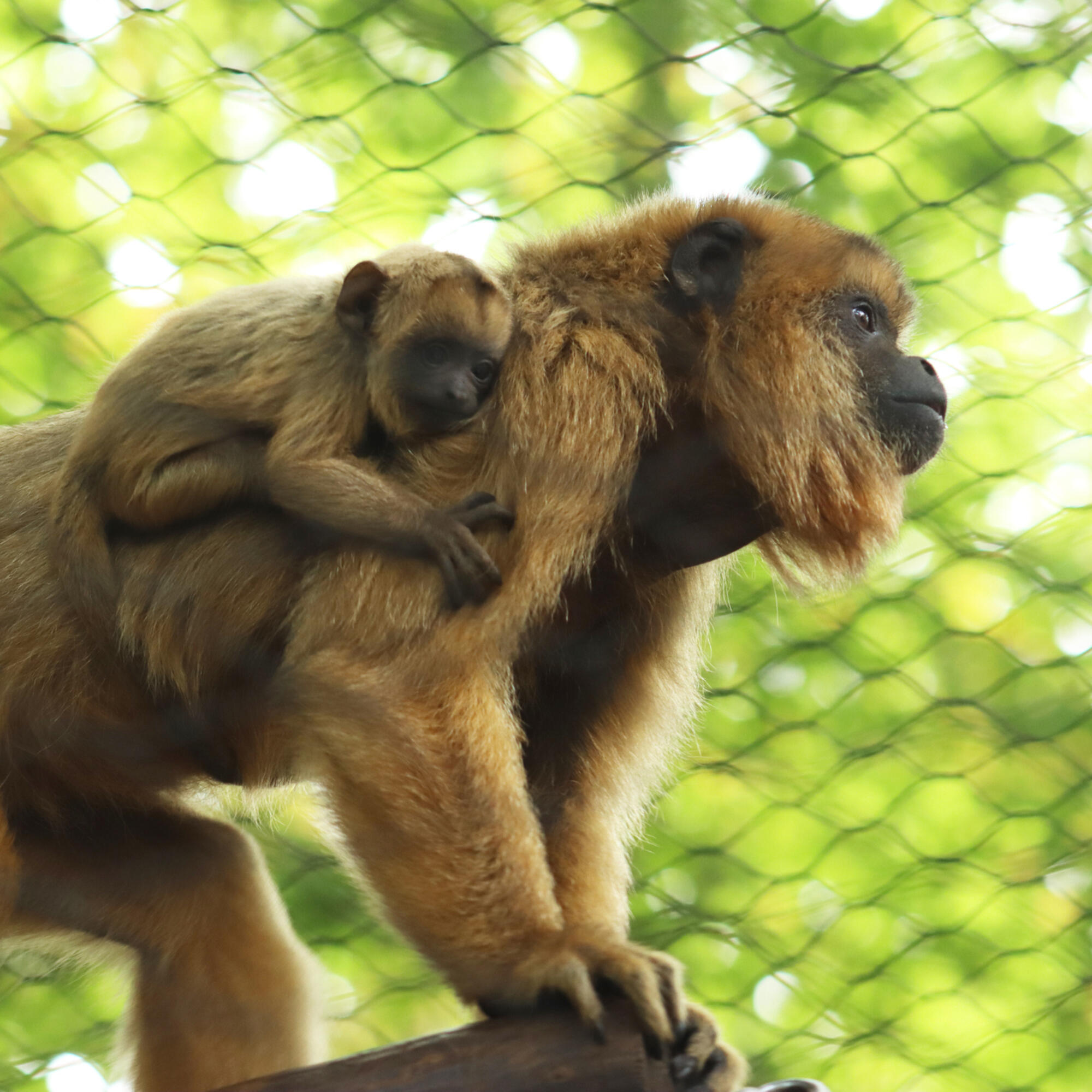 Black Howler Monkey