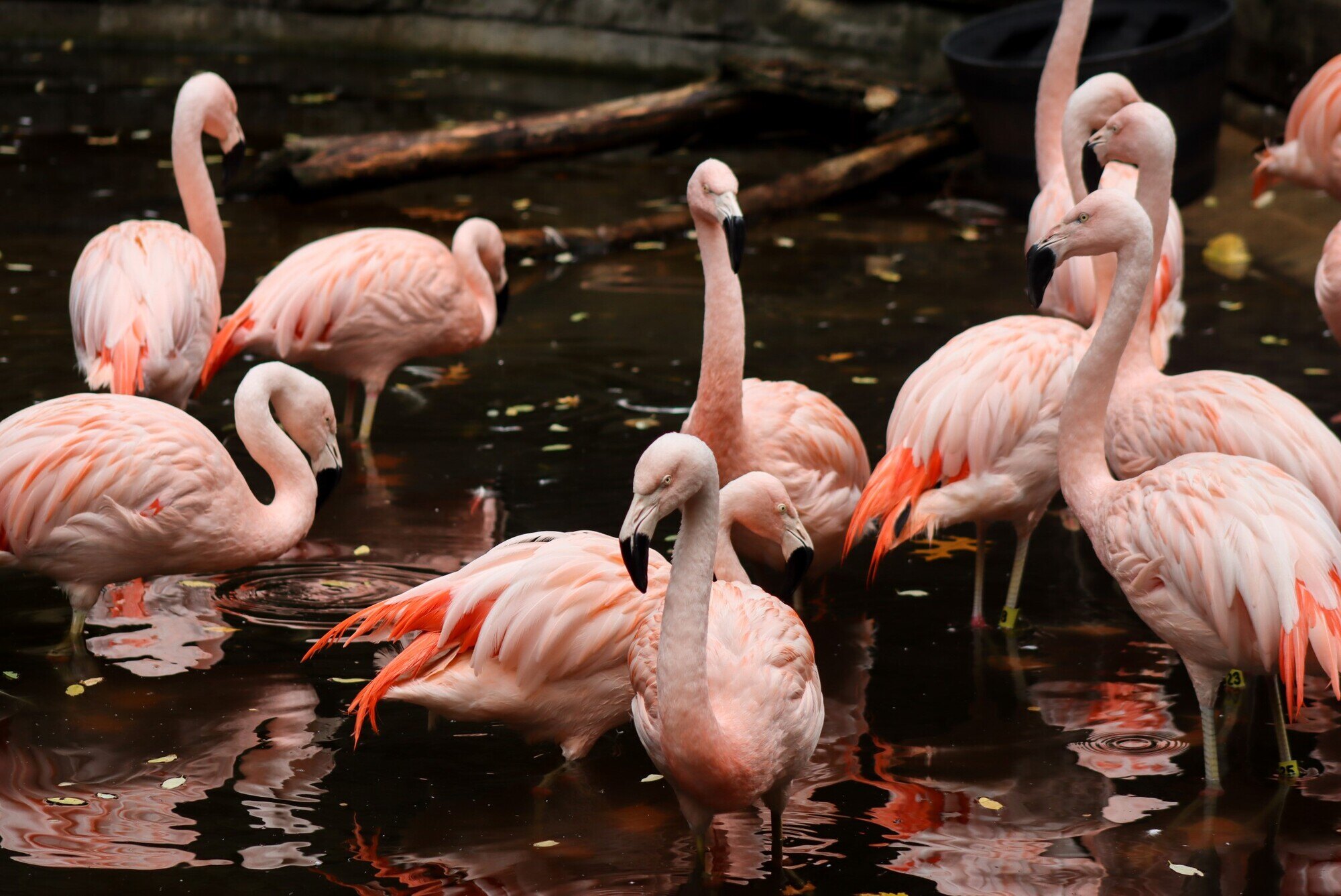 Flamingo, Chilean