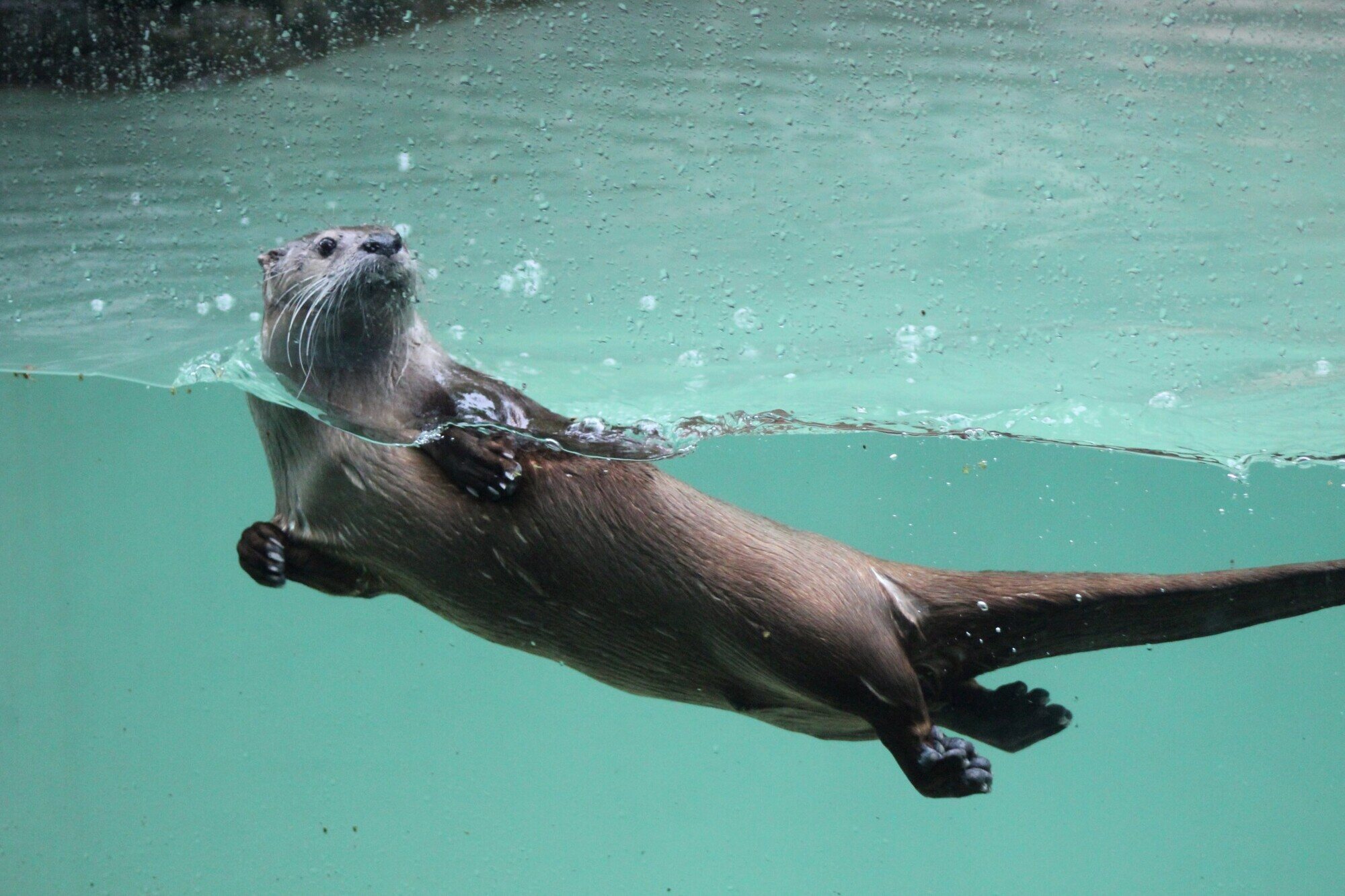 River Otter