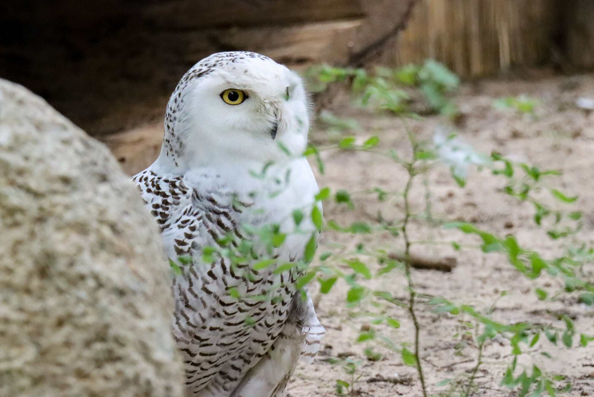Snowy Owl