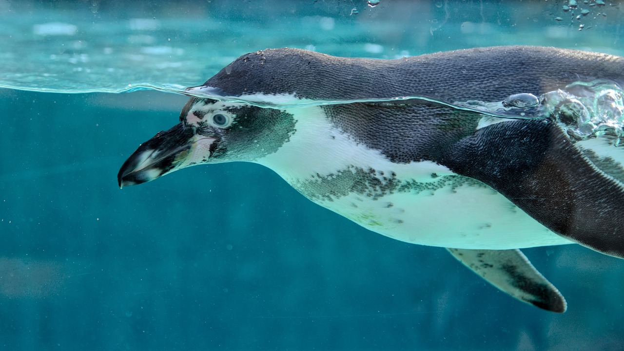 penguin, bird, animal-6905568.jpg