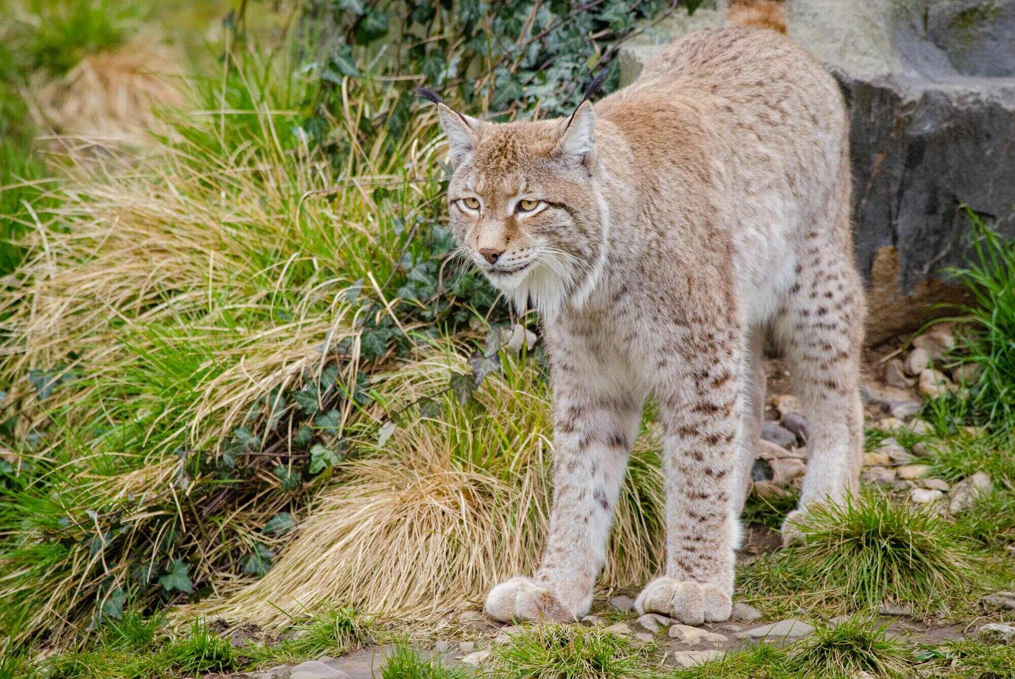 Canada Lynx