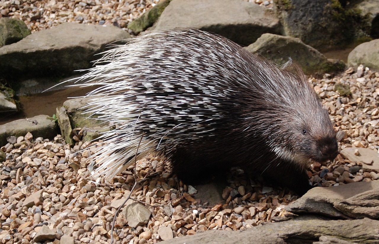porcupine, mammal, spines-359166.jpg
