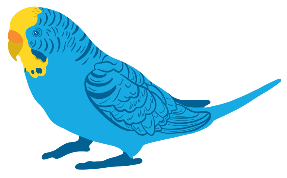 Budgie