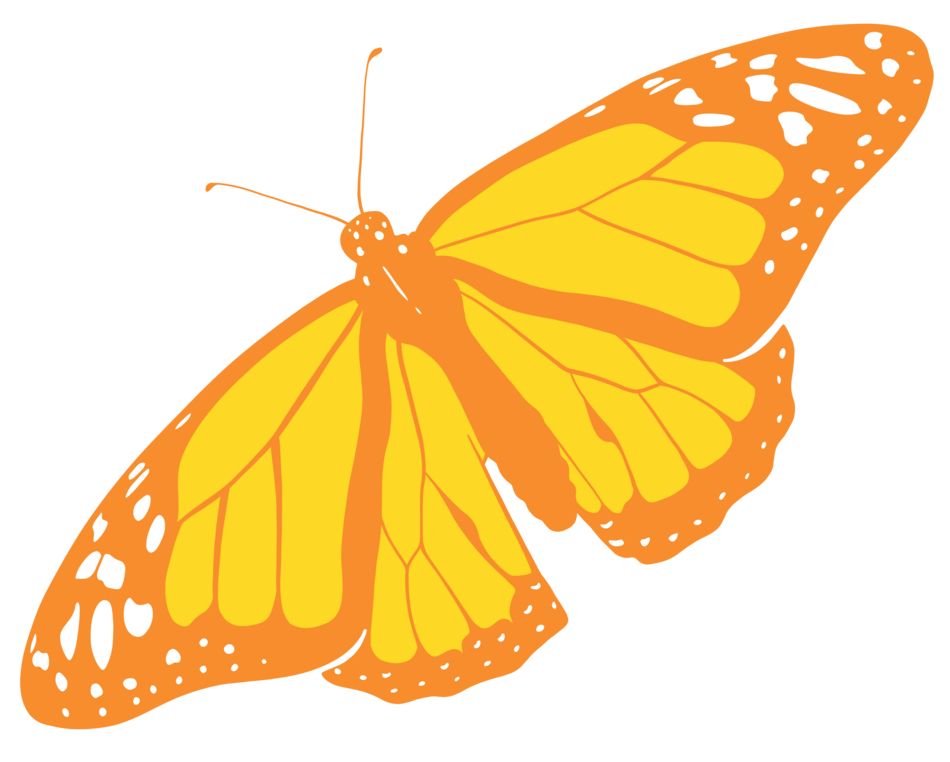 Butterfly orange