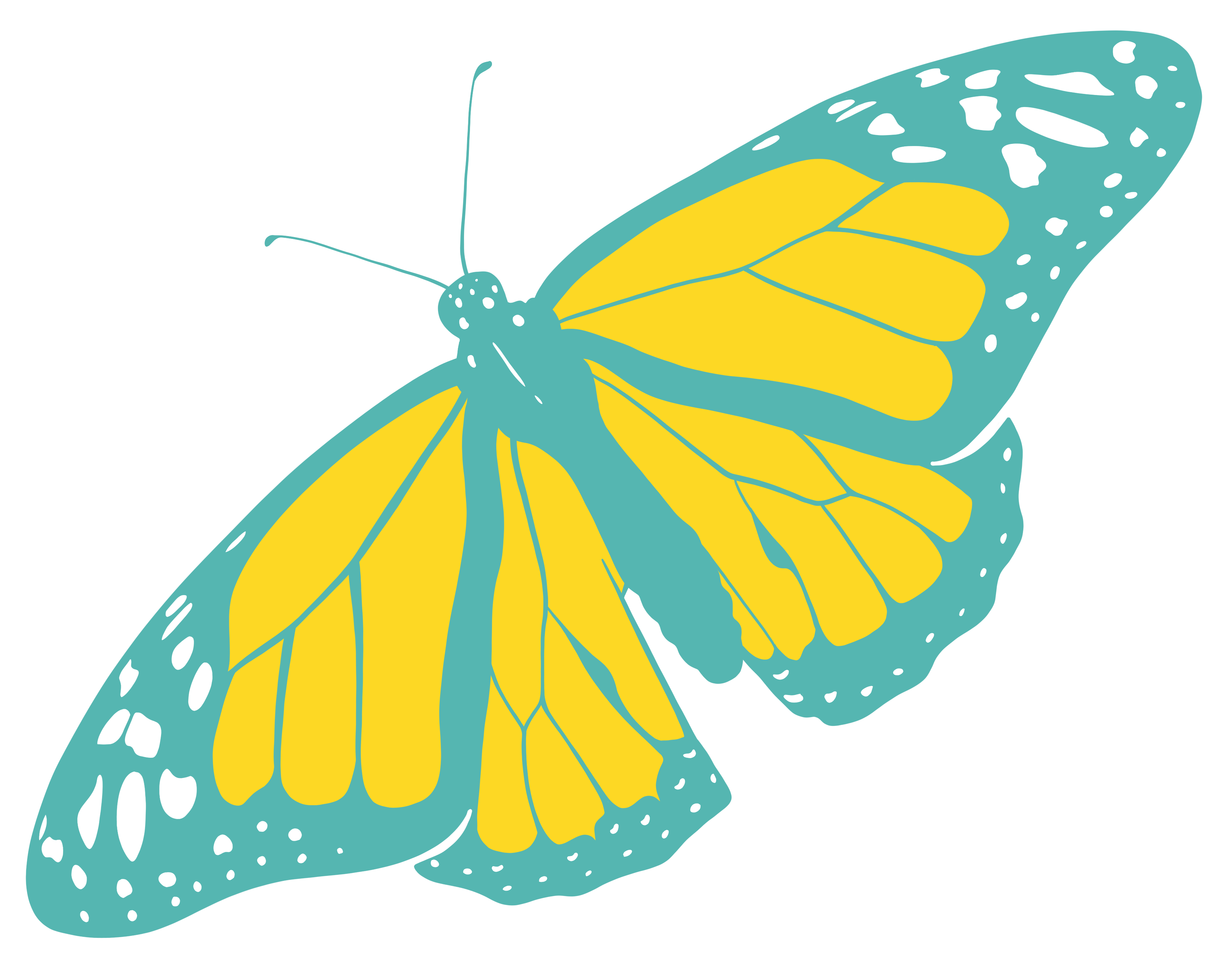 Yellow And Teal Butterfly